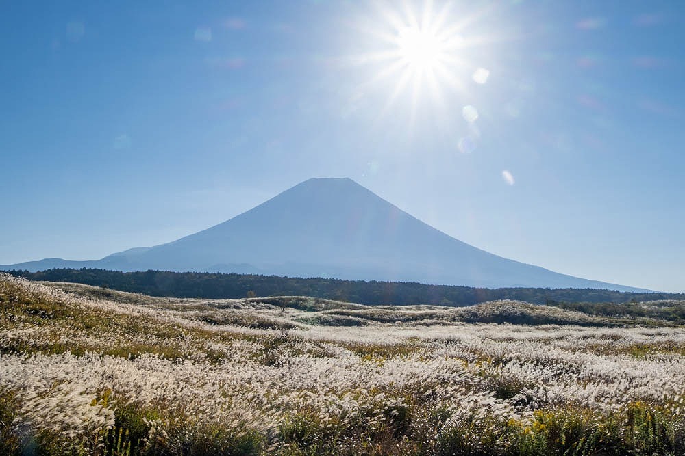 富士山とすすき（２）