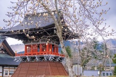 忍野八海の桜（８）