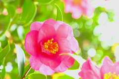 昭和記念公園９