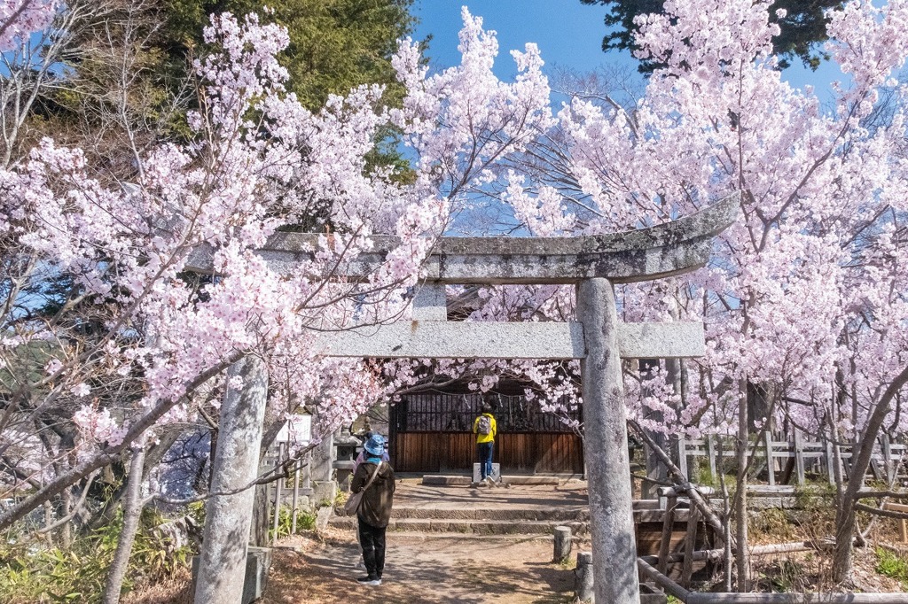 高遠の桜（６）