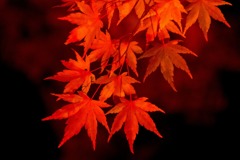 山中湖紅葉まつりの夜景（４）
