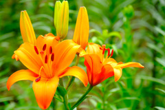 可睡ユリの園（１）