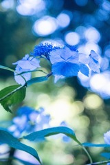 大鐘家の紫陽花（４）