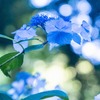 大鐘家の紫陽花（４）