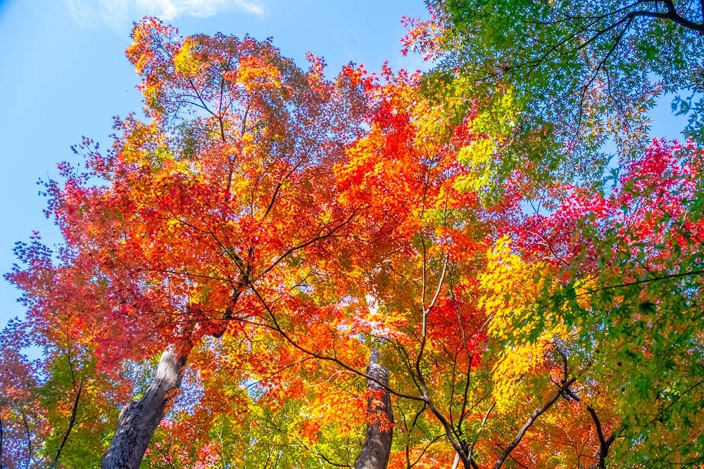 秋の兼六園（７）