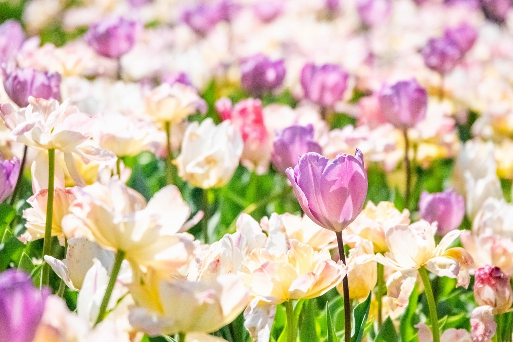 浜名湖花博2024（11）