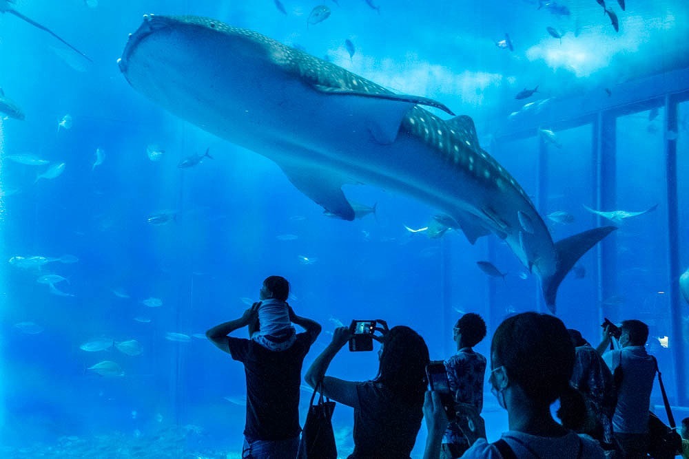 美ら海水族館（３）