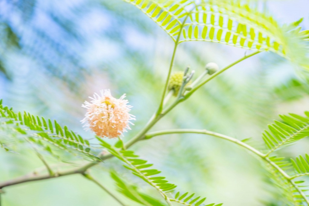 伊良部島（８）