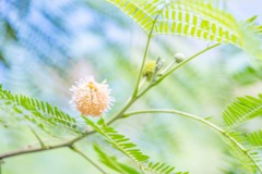 伊良部島（８）