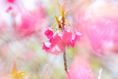 蓮華寺池の春（11）