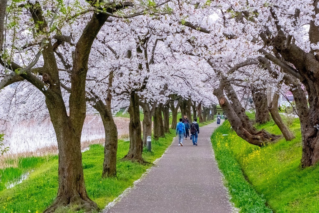 高田城と桜（３）