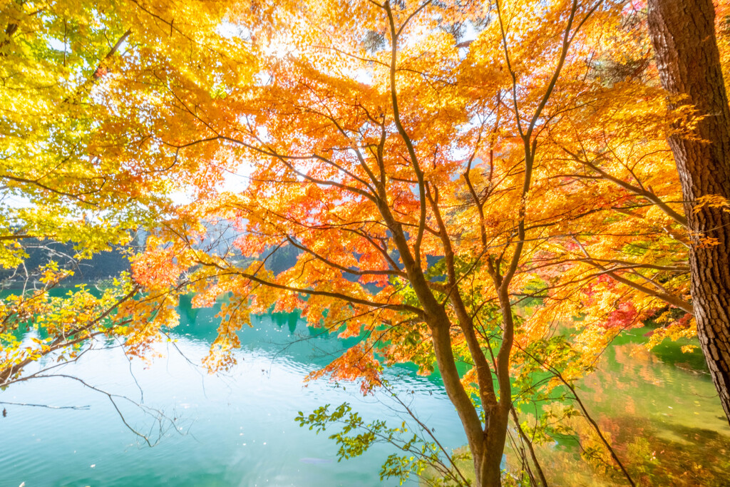 南伊奈ヶ湖の紅葉（２）