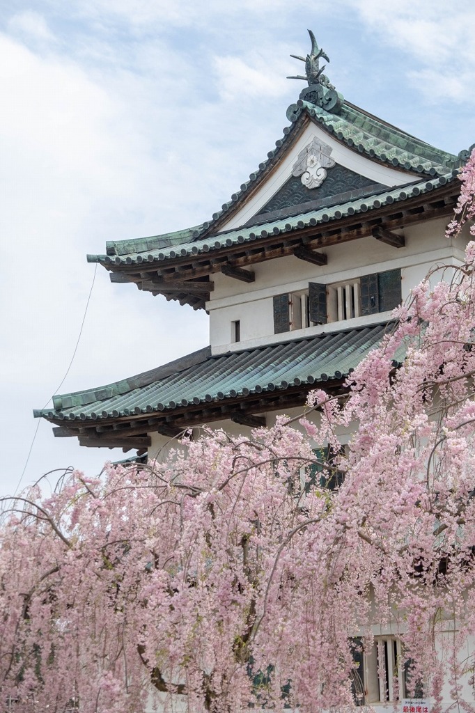 弘前城と桜（２）