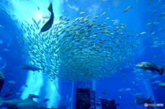 水族館の中４