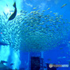 水族館の中４