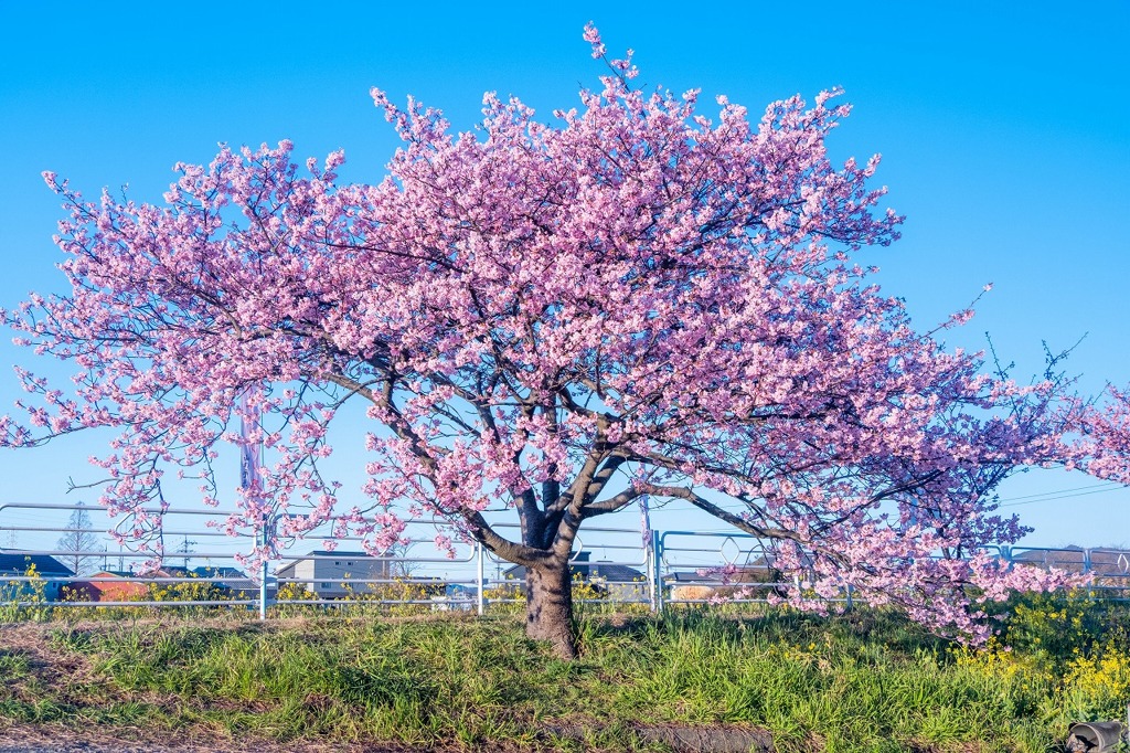 山の手さくらまつり（５）