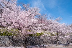 舞鶴城の桜（５）