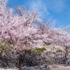 舞鶴城の桜（５）