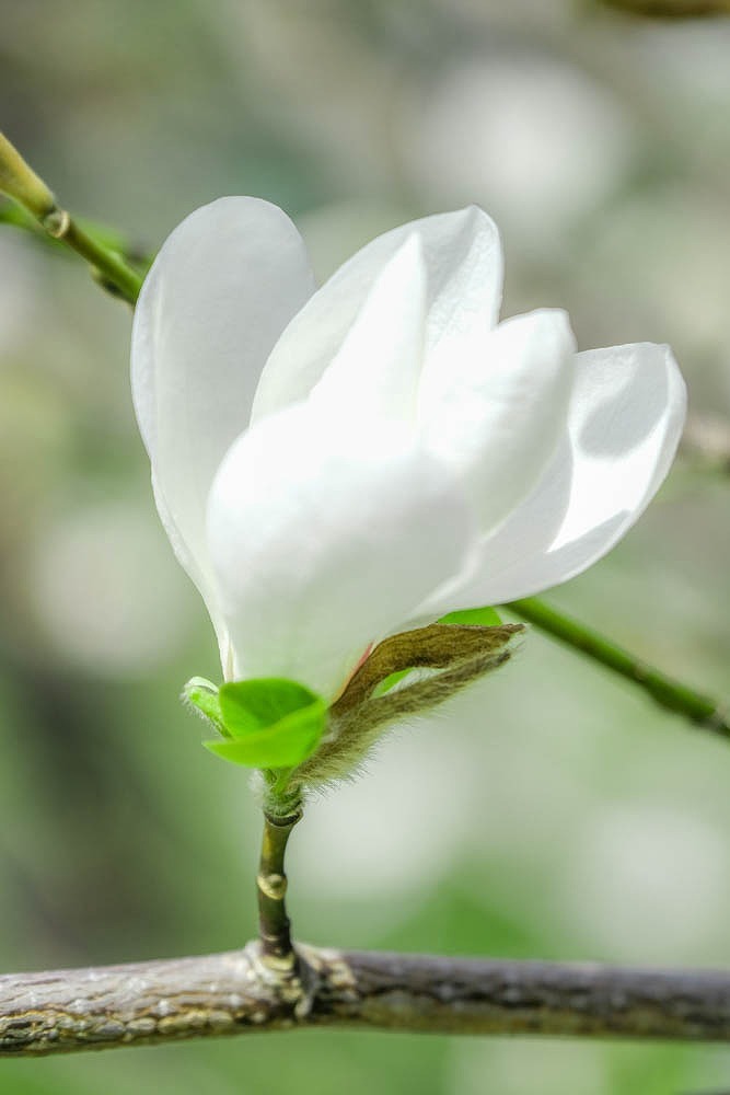 箱根の春（４）