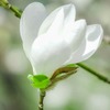 箱根の春（４）