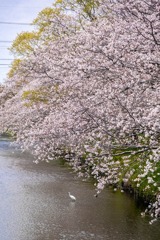 小川と桜（４）