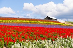2017 北海道（11）