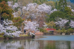 京都の春（30）