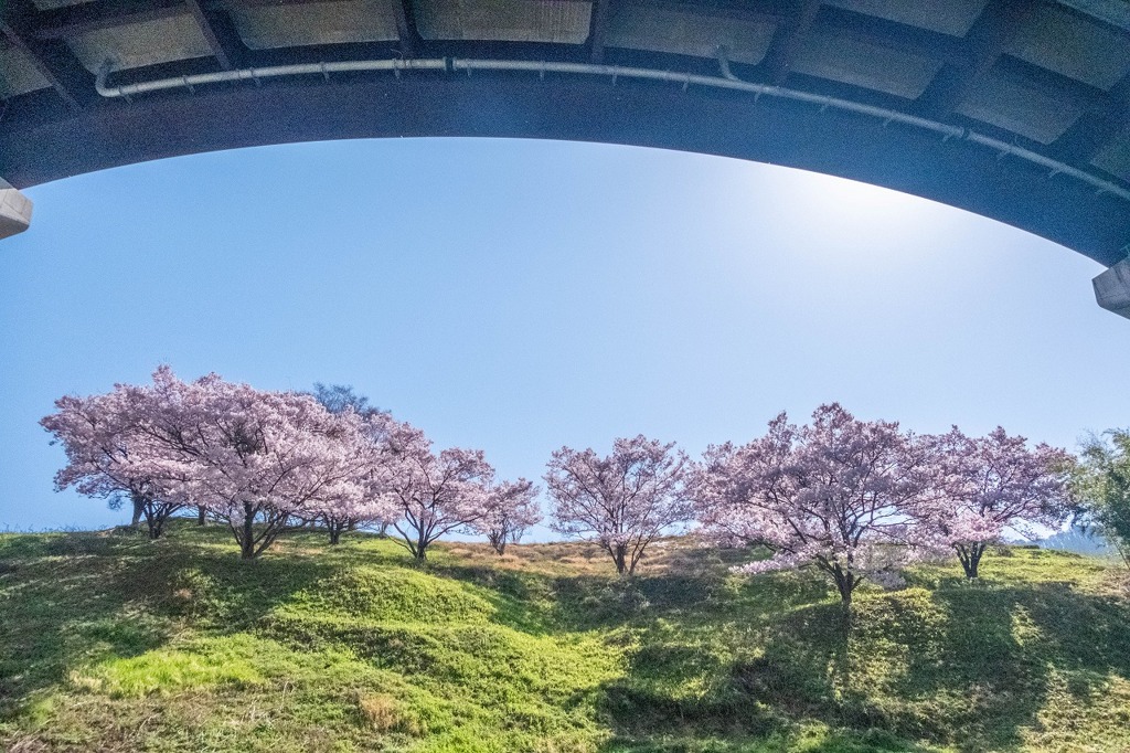 高遠の桜（１）