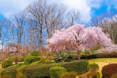 富士霊園（５）