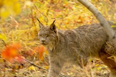 カナダの動物たち（13）