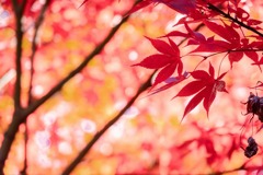 秋の山梨（４）