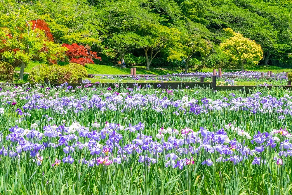 浜松フラワーパーク（７）