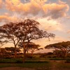 サバンナの夕日（３）