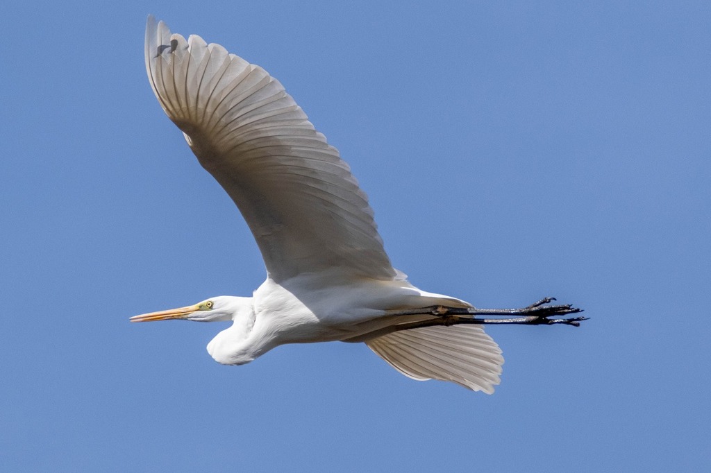 ダイサギ（４）