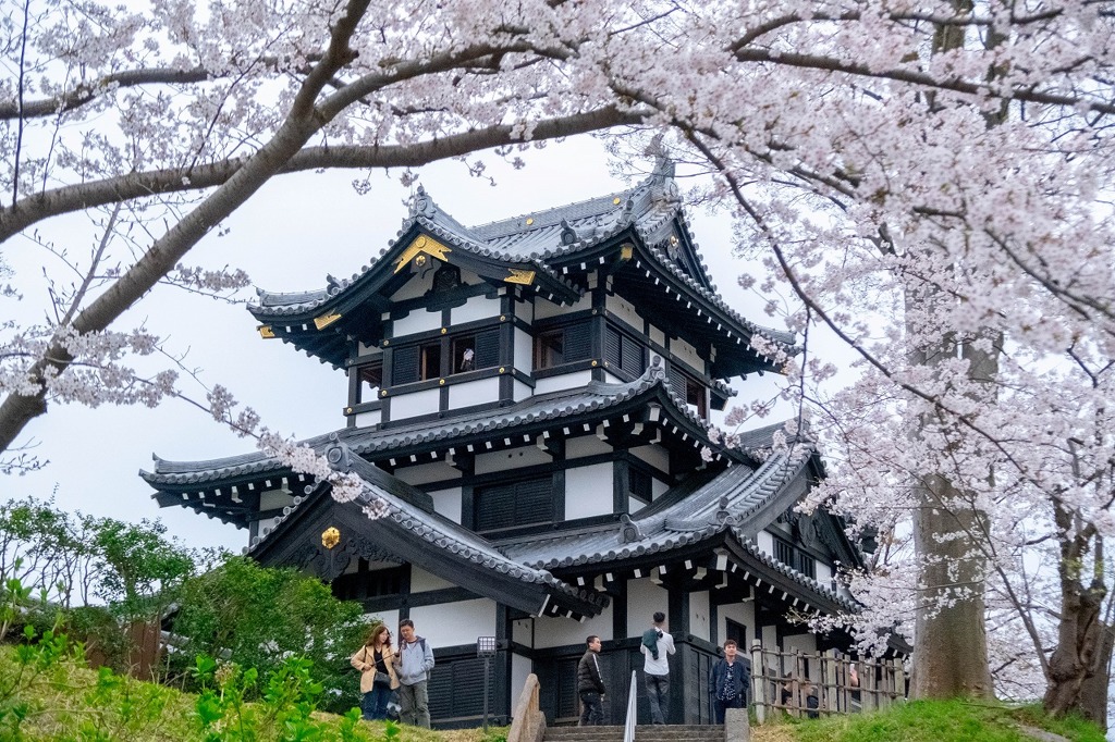 高田城と桜（５）