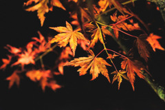 山中湖紅葉祭り５