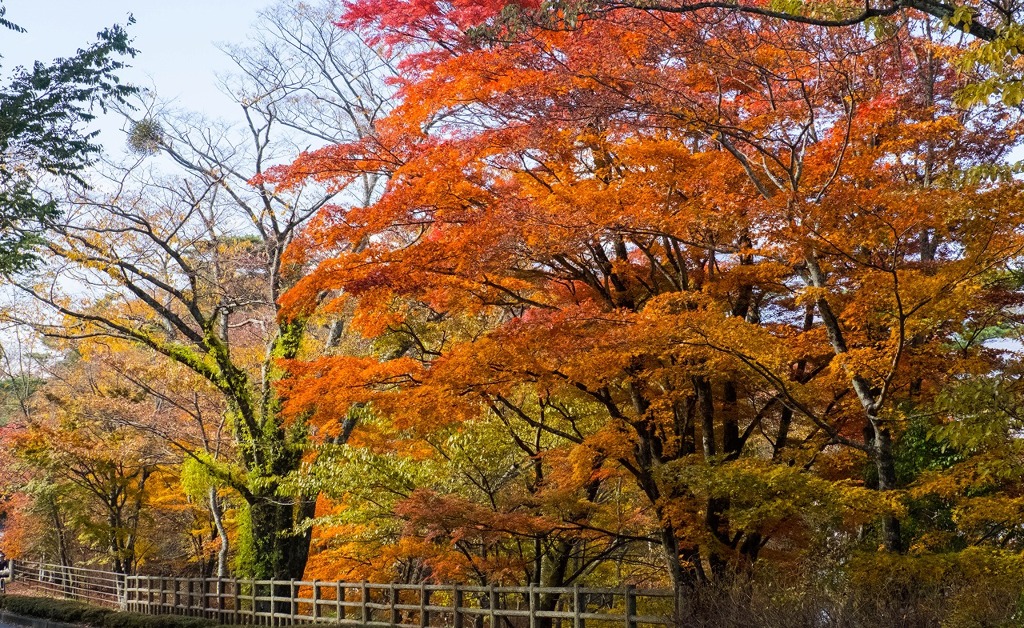 山中湖の紅葉（６）