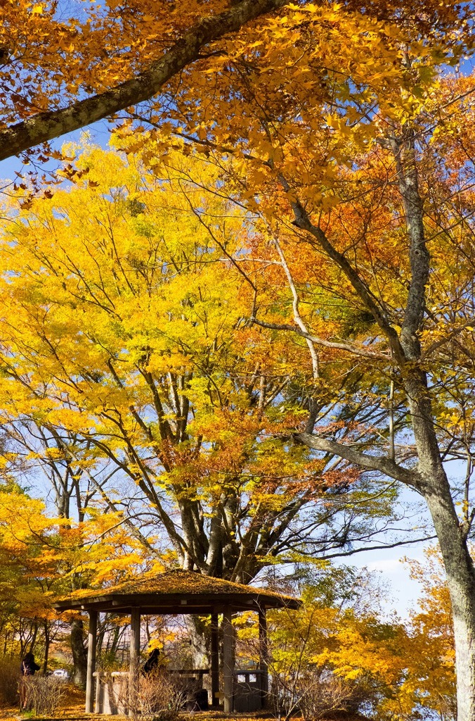 山中湖の紅葉（２）