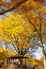 山中湖の紅葉（２）