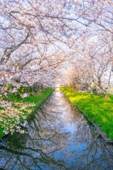 桜のトンネル（２）