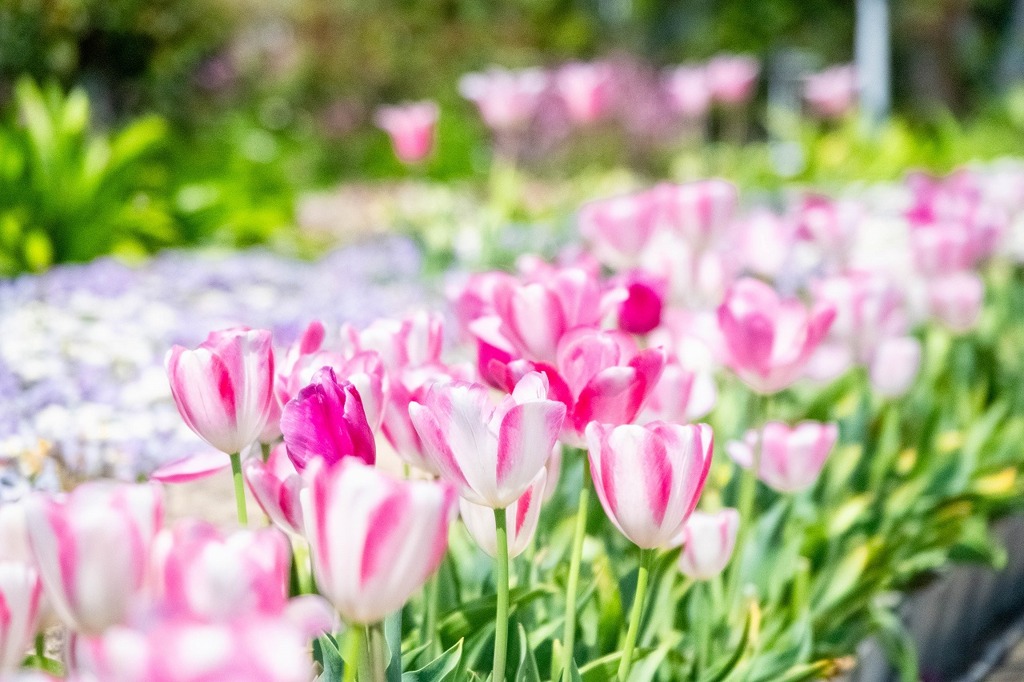 浜名湖花博2024（35）