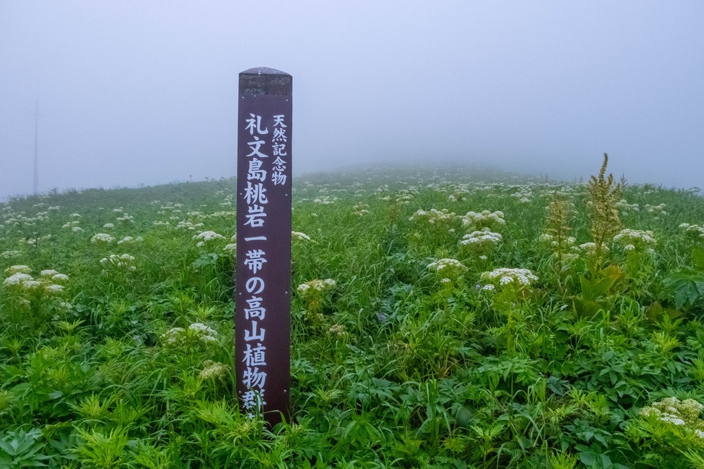 礼文島（11）