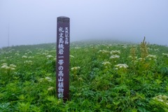 礼文島（11）