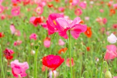 花の都公園（２）