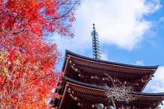 12月の奈良（68）