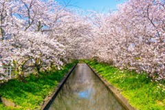 桜のトンネル（４）