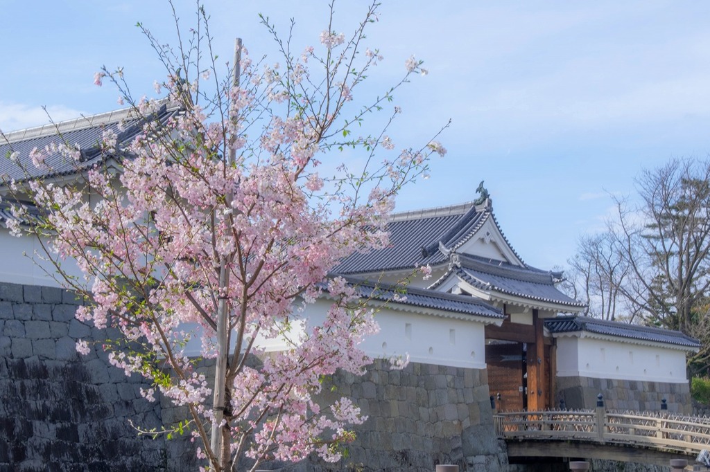 春の駿府城公園（２）