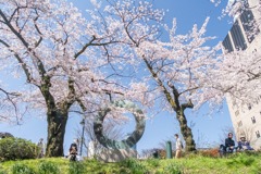 春の松川公園（７）
