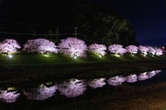 夜桜（１）