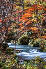 秋の奥入瀬渓流（11）
